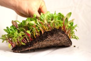 ortogourmet laterza microgreens