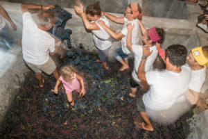 Vendemmia a Lizzano