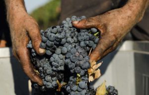 vendemmia primitivo