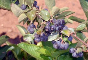 aronia castellaneta